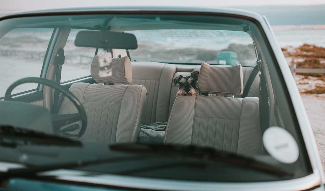 shaggy-dog-inside-a-semi-cluttered-car | Adept Organizer